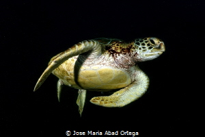 Turtle in the dark by Jose Maria Abad Ortega 